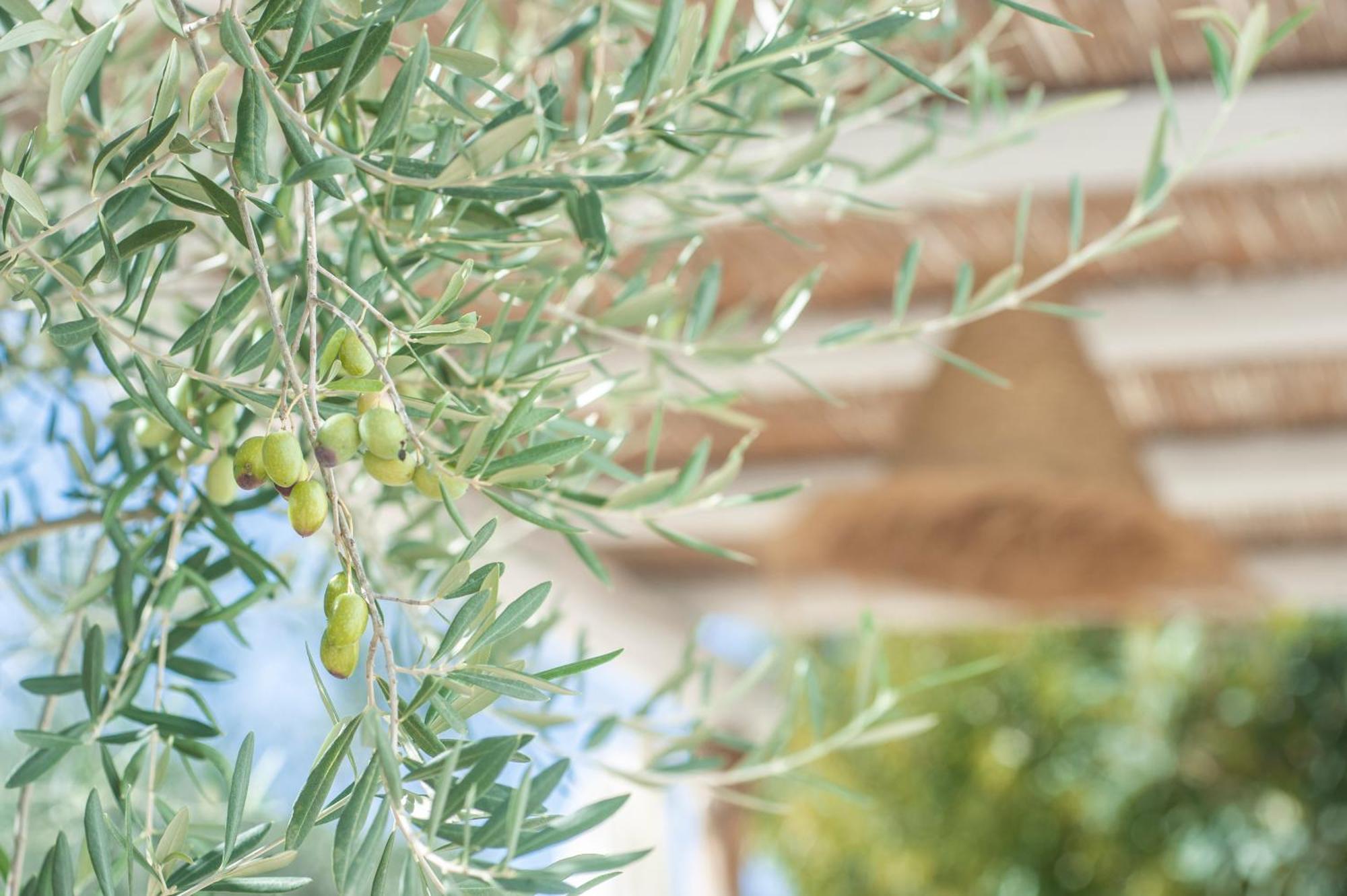 Dimora Il Mandorlo Hotell Ostuni Eksteriør bilde